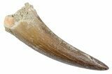 Fossil Plesiosaur (Zarafasaura) Tooth - Morocco #370489-1